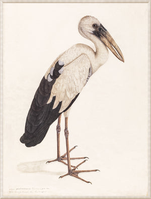 Asian Openbill Stork C 1800 framed art print