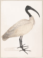 105,4 × 141 cm