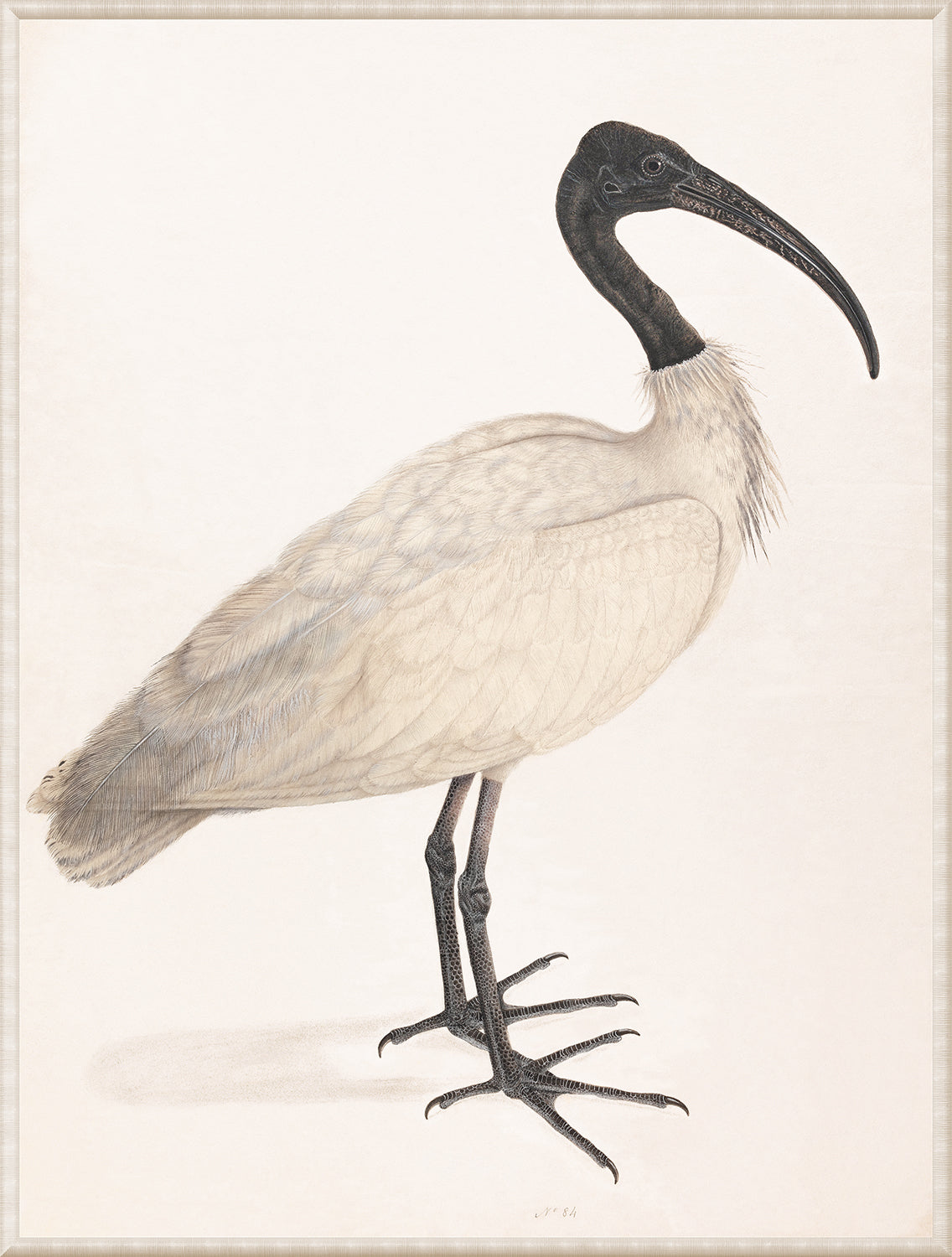Black Headed Ibis C 1800 framed art print