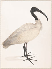18,75 × 24,75 po