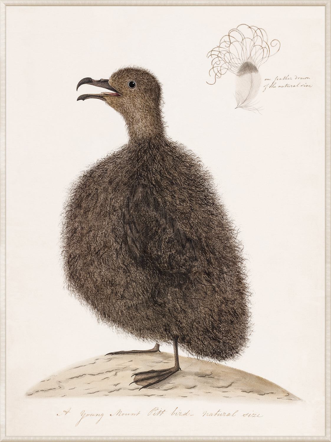 Young Mount Pitt Bird wall art featuring a fluffy brown bird with a detailed feather illustration.
