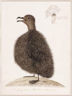 Young Mount Pitt Bird wall art featuring a fluffy brown bird with a detailed feather illustration.