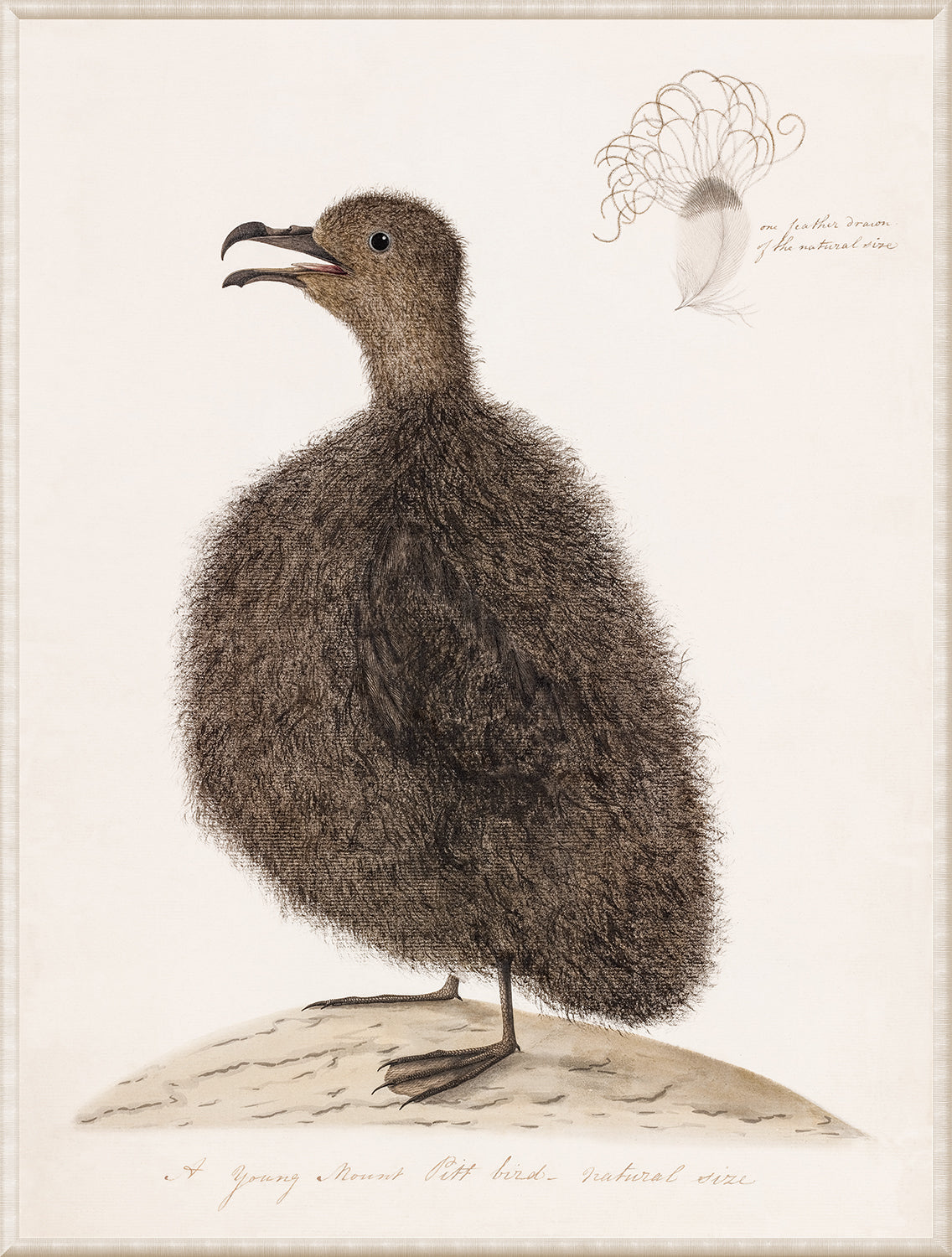 Young Mount Pitt Bird C 1792 framed art print