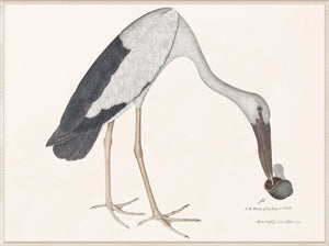 Asian Openbill Stork holding a snail, detailed illustration with white and black feathers.