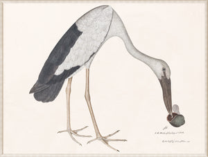 Asian Openbill Stork With Snail C 1781 framed art print