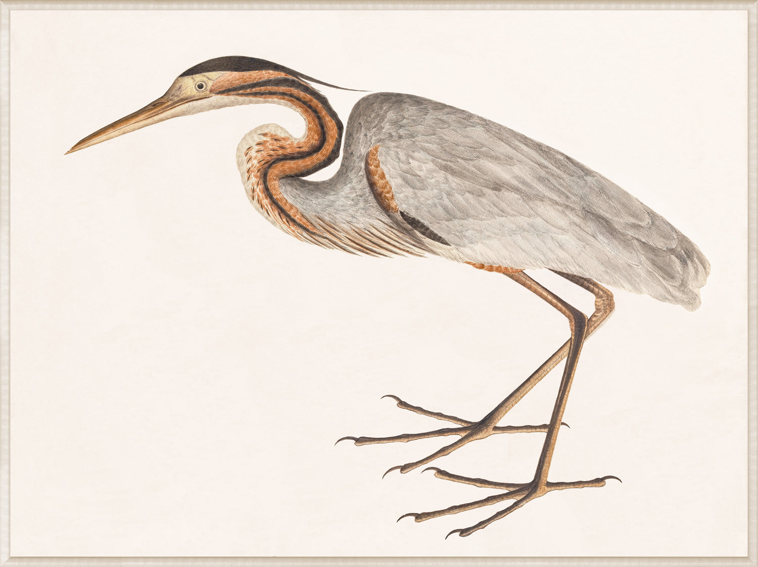 Purple Heron & Vintage Map Bird Panel Pair Bundle - composite