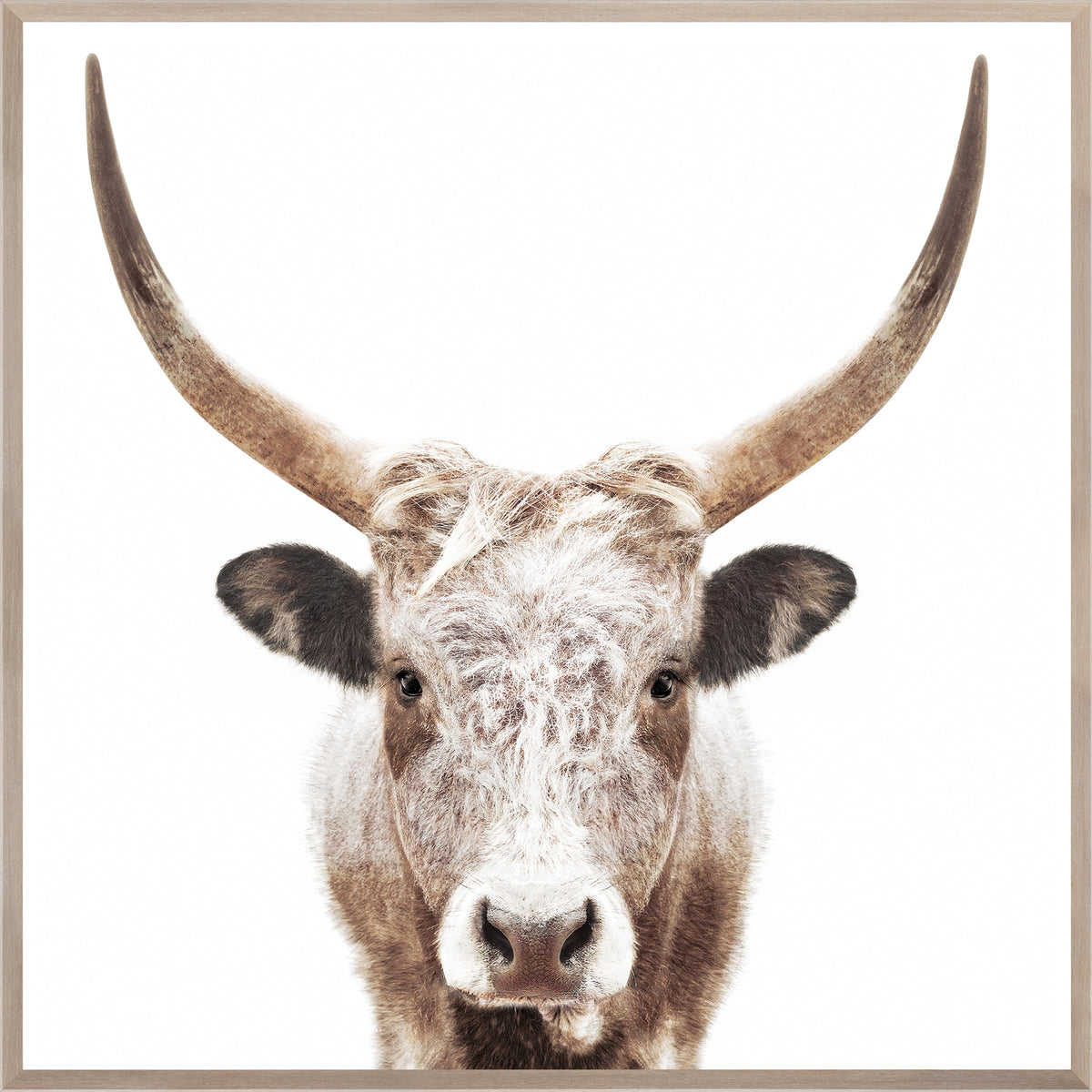 Watusi wall art featuring a close-up of a longhorn cow with light brown fur and prominent horns.