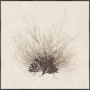 Sea Fan wall art