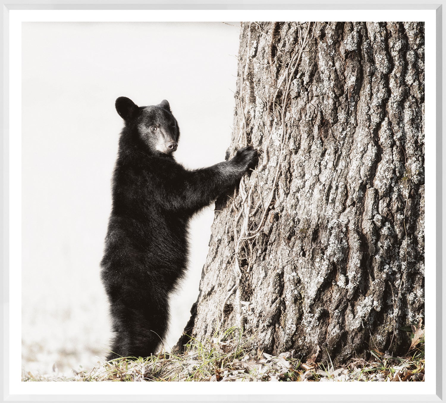 Smokey Mountain Cub wall art featuring a black bear standing by a tree, detailed fur and bark textures.