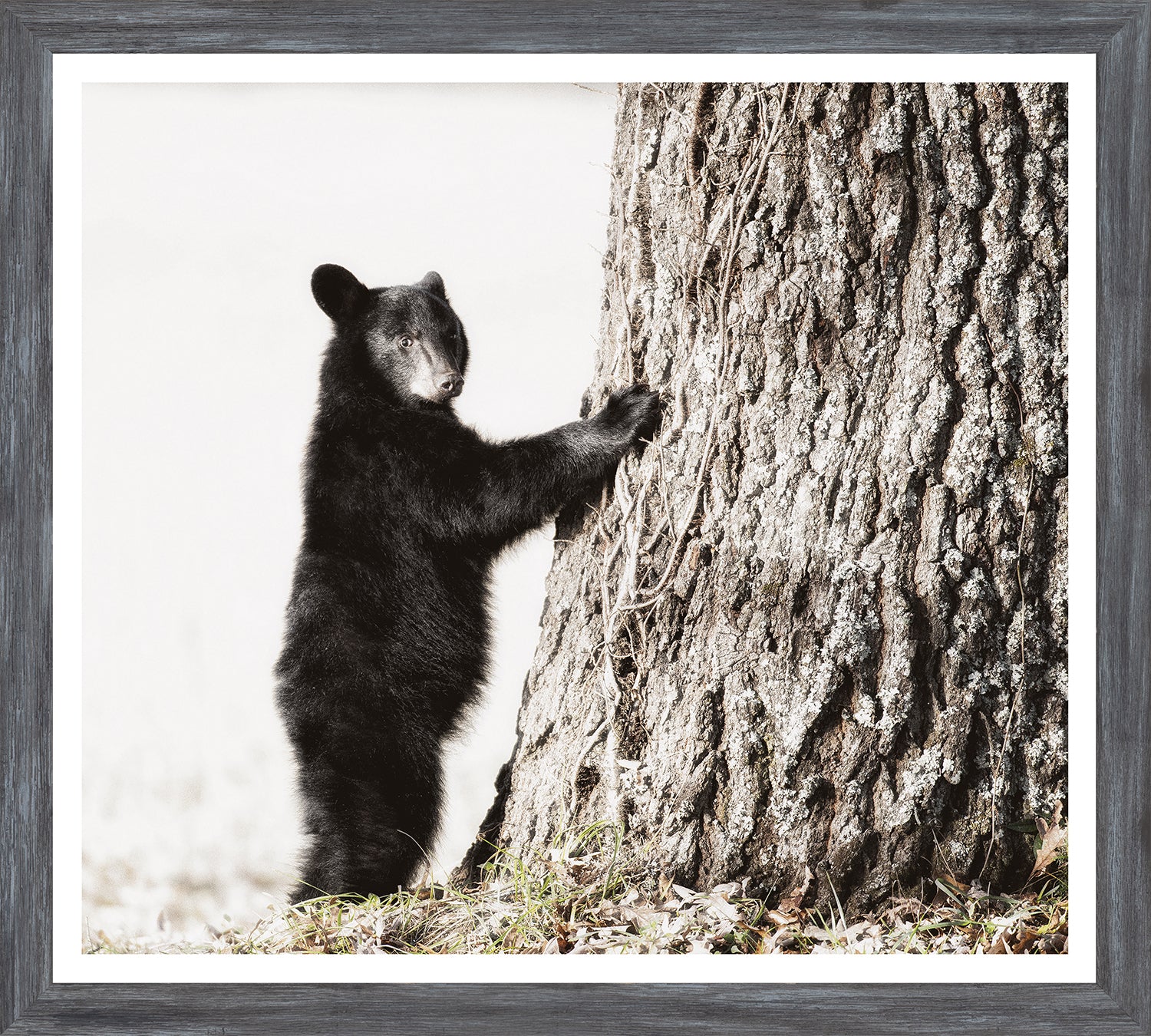 Smokey Mountain Cub framed art print, 18 × 20 in