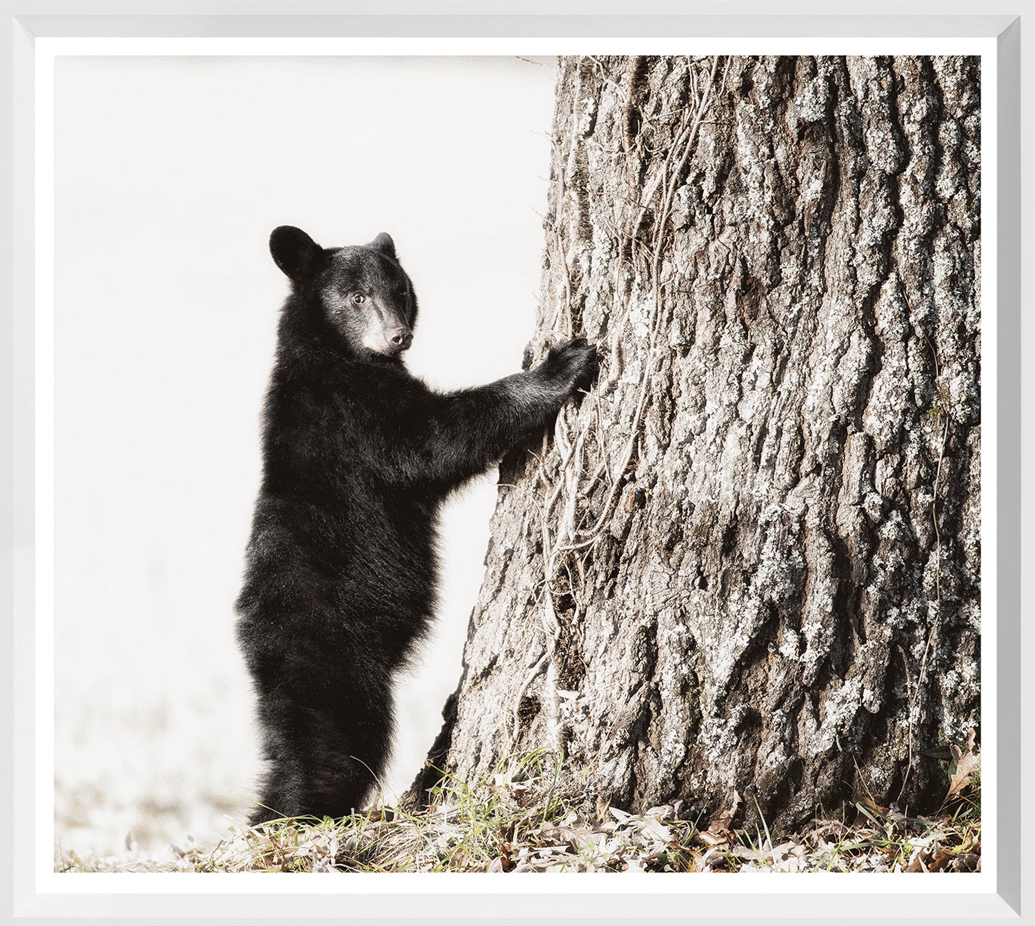 Smokey Mountain Cub framed art print