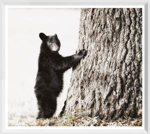 Smokey Mountain Cub framed art print
