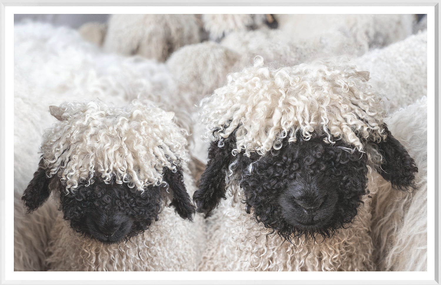 Valais Blacknose Sheep — nature and landscape fine art print in neutral tones at Laurie Yapp Home