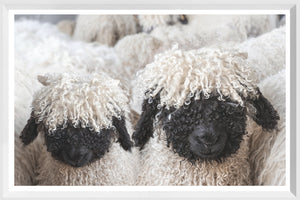 Valais Blacknose Sheep — nature and landscape fine art print in neutral tones at Laurie Yapp Home