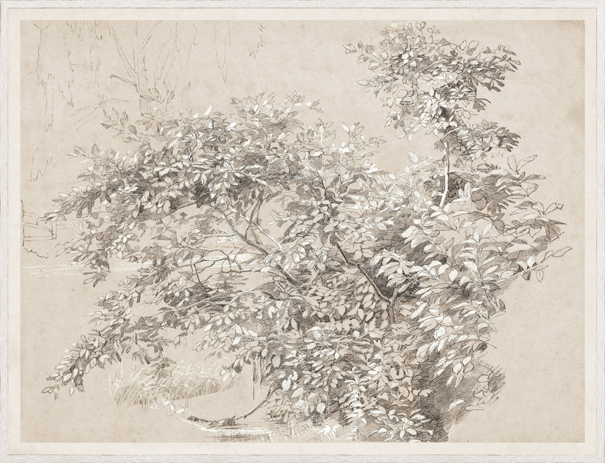Graphite & Gouache Study C. 1890 featuring detailed foliage on textured paper.
