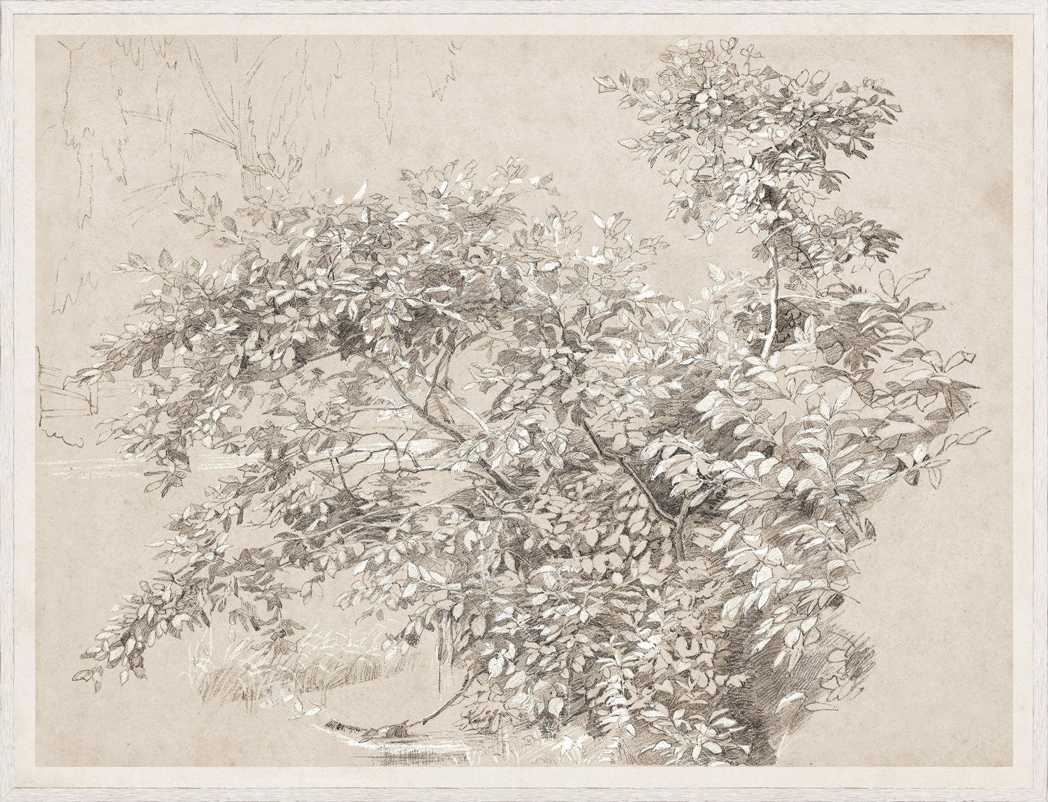 Graphite & Gouache Study C. 1890 featuring detailed foliage on textured paper.