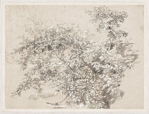 Graphite & Gouache Study C. 1890 featuring detailed foliage on textured paper.