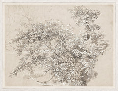 24,25 × 31,25 po