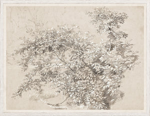 Graphite Gouache Study C 1890 framed art print