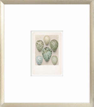 British Bird Eggs wall art featuring seven speckled eggs in various shades of green and blue.