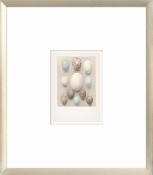 British Bird Eggs II C. 1924 wall art featuring various colored eggs on a soft background.