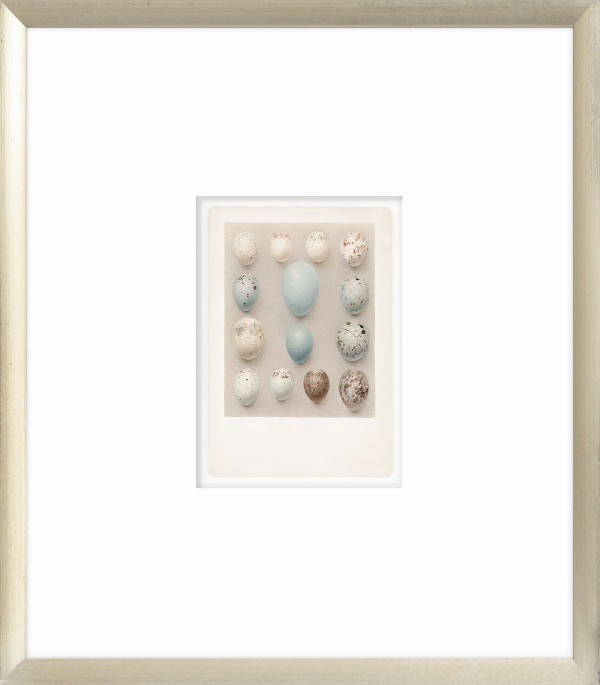 British Bird Eggs III C. 1924 wall art featuring various bird eggs in soft colors on a neutral background.