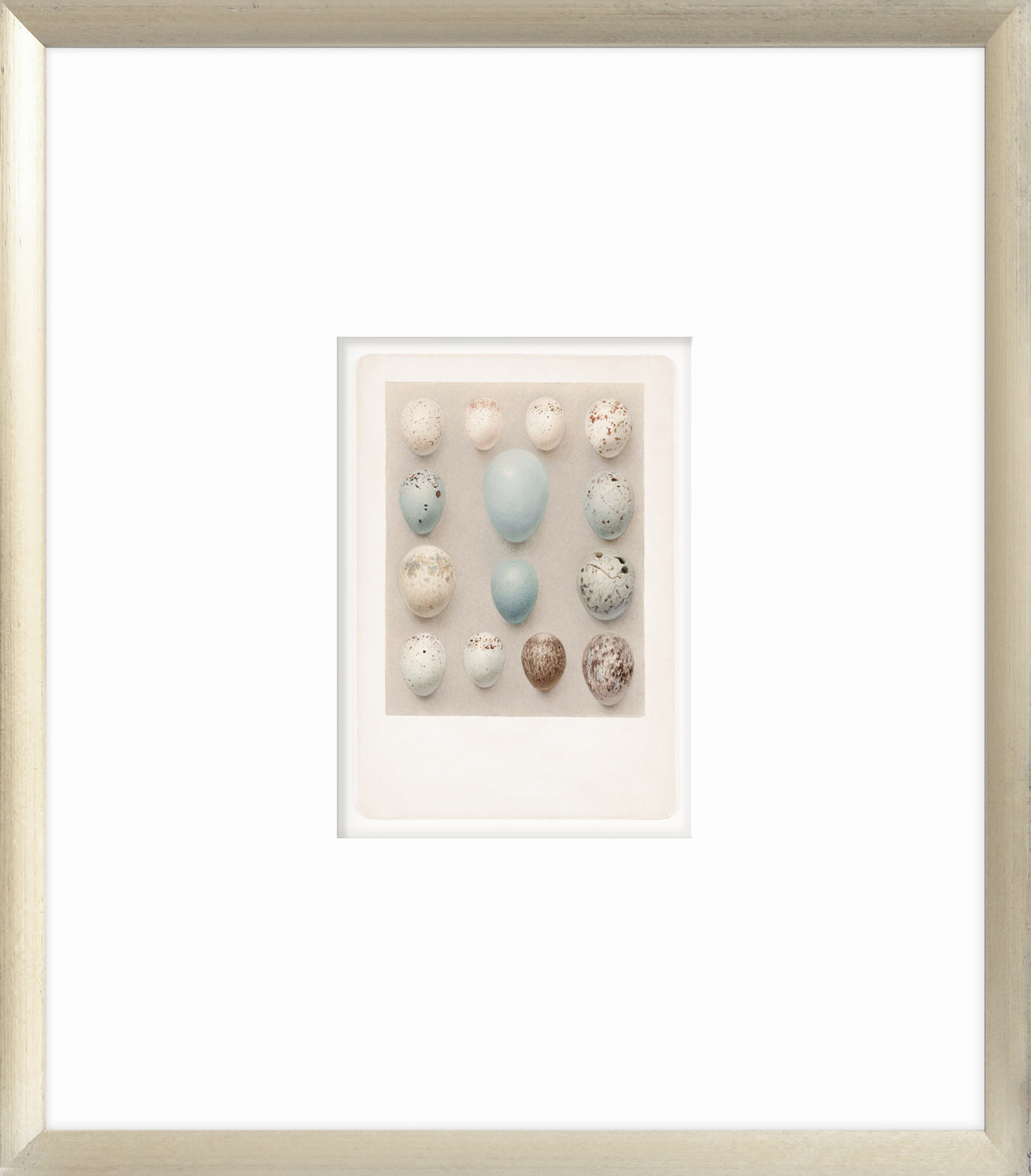 British Bird Eggs III C. 1924 wall art featuring various bird eggs in soft colors on a neutral background.