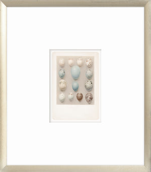 British Bird Eggs III C. 1924 wall art featuring various bird eggs in soft colors on a neutral background.