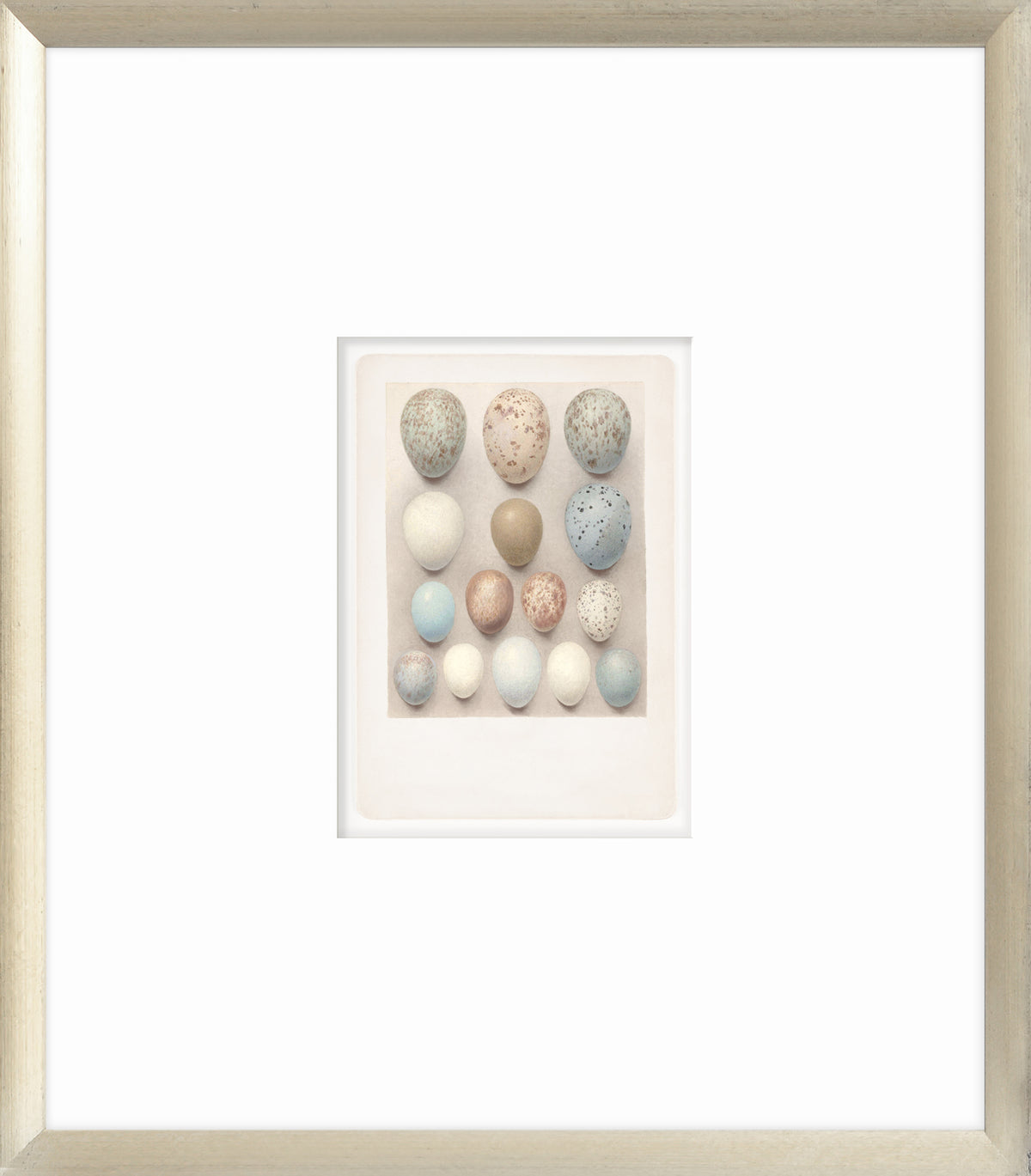 British Bird Eggs IV C. 1924 wall art featuring various eggs in soft colors and speckled patterns