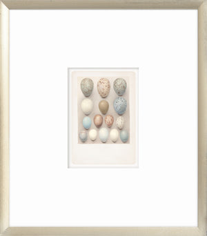 British Bird Eggs IV C. 1924 wall art featuring various eggs in soft colors and speckled patterns