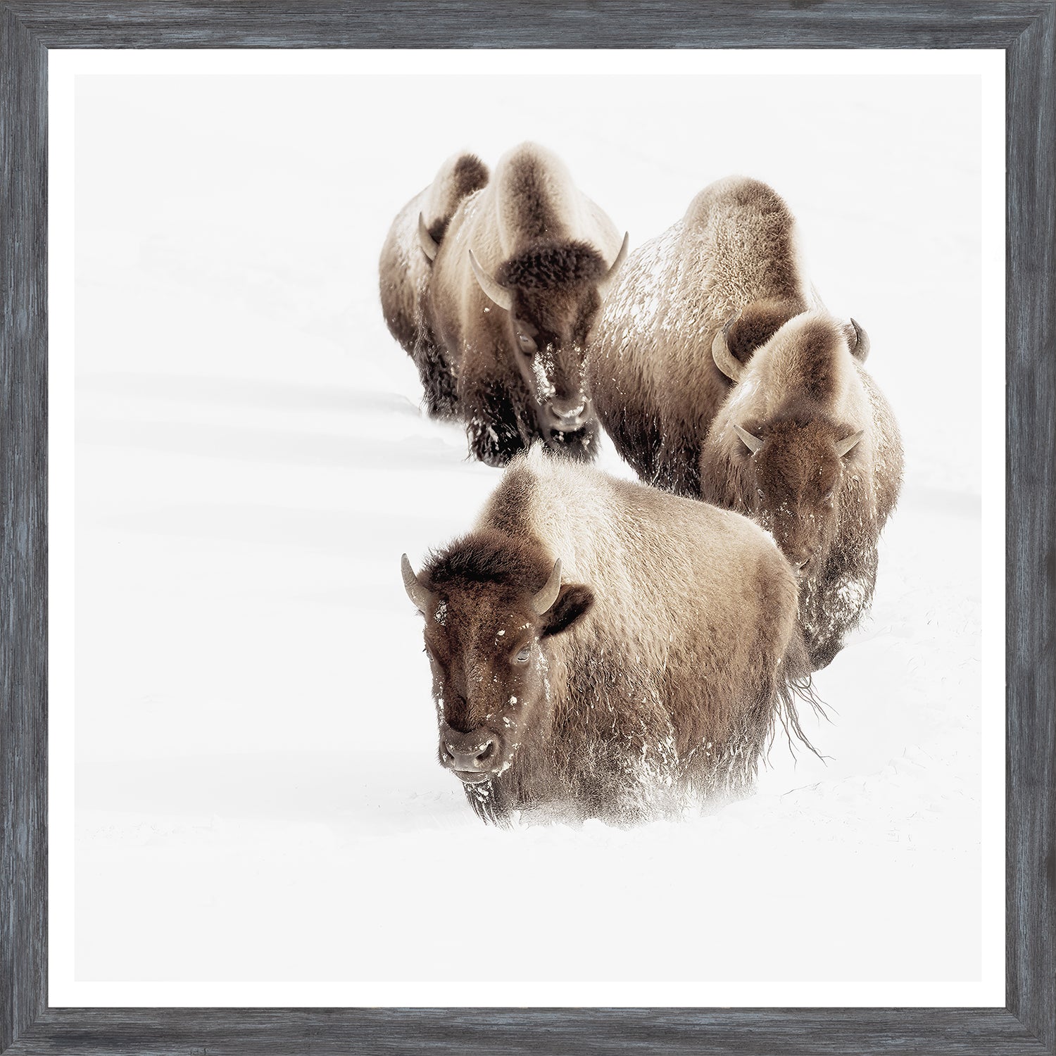 Buffalo Trail — nature and landscape fine art print shown from another angle