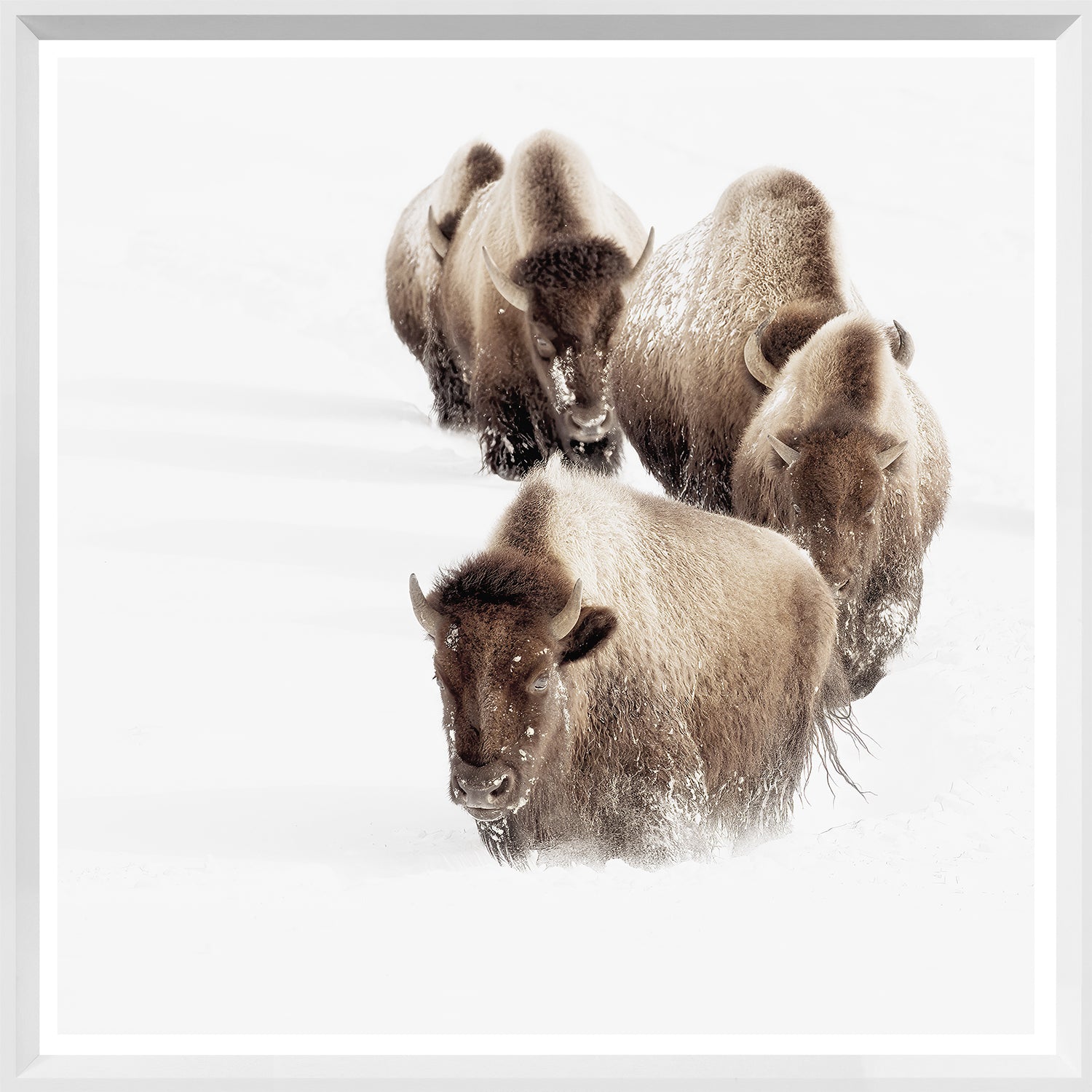 Buffalo Trail — nature and landscape fine art print in neutral tones at Laurie Yapp Home