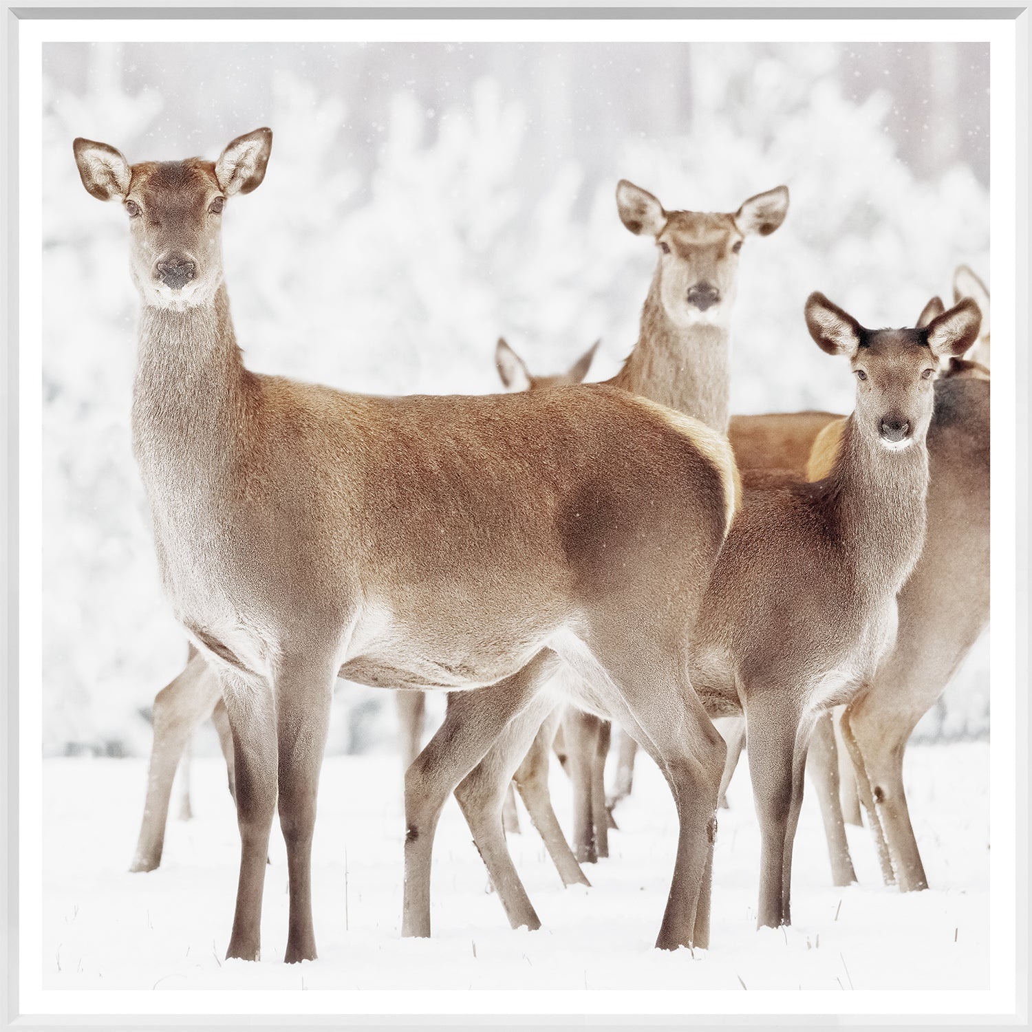 Doe Deer — nature and landscape fine art print in neutral tones at Laurie Yapp Home