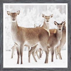 50,8 x 50,8 cm – Cadre gris