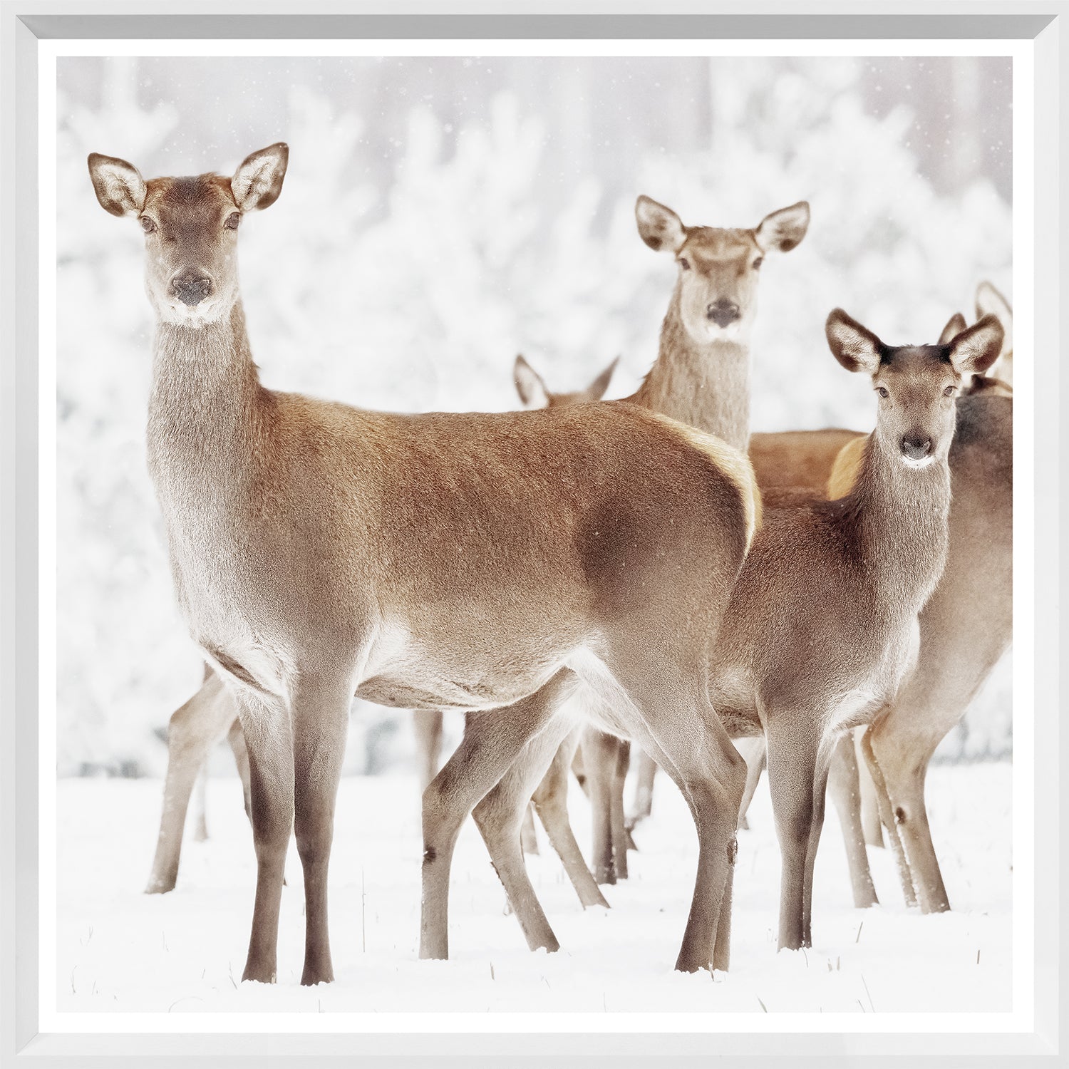 Doe Deer — nature and landscape fine art print in neutral tones at Laurie Yapp Home