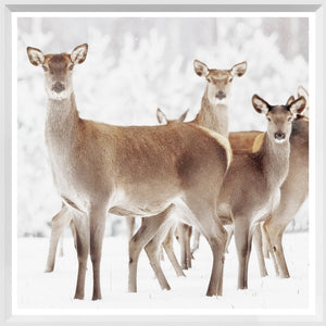 Doe Deer — nature and landscape fine art print in neutral tones at Laurie Yapp Home
