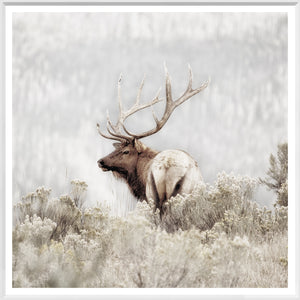 Rocky Mountain Elk — nature and landscape fine art print in neutral tones at Laurie Yapp Home