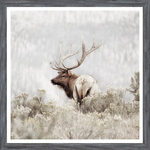 Rocky Mountain Elk — nature and landscape fine art print shown from another angle