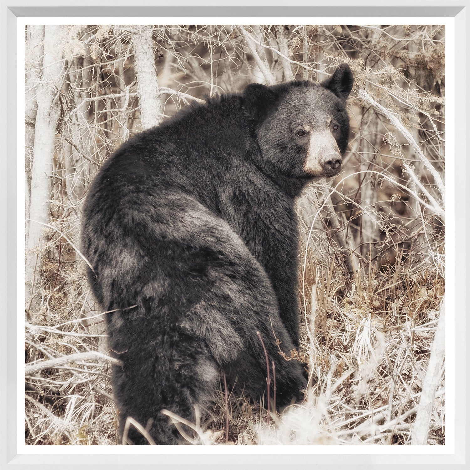 Black Bear — nature and landscape fine art print in neutral tones at Laurie Yapp Home