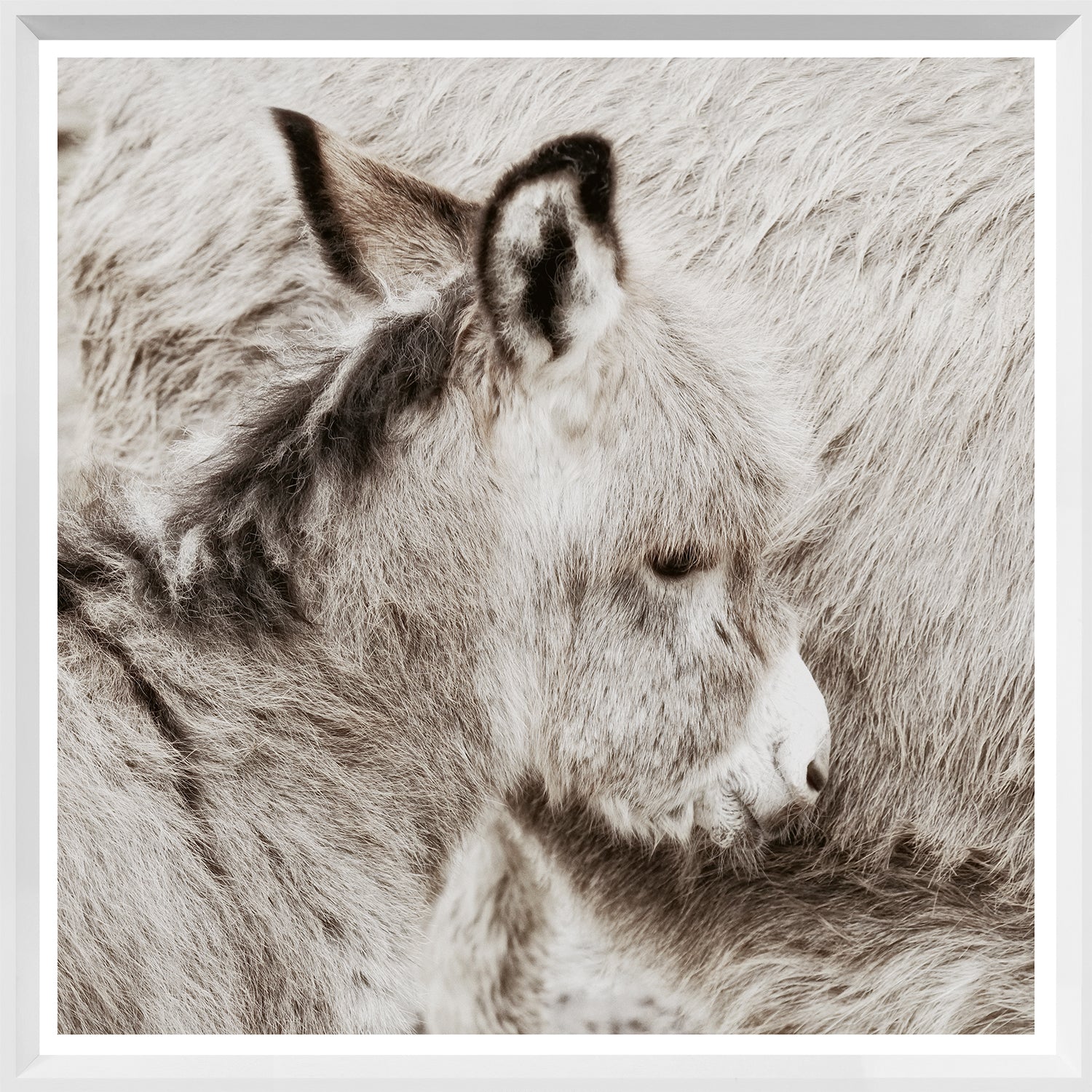 Donkey Foal — nature and landscape fine art print in neutral tones at Laurie Yapp Home