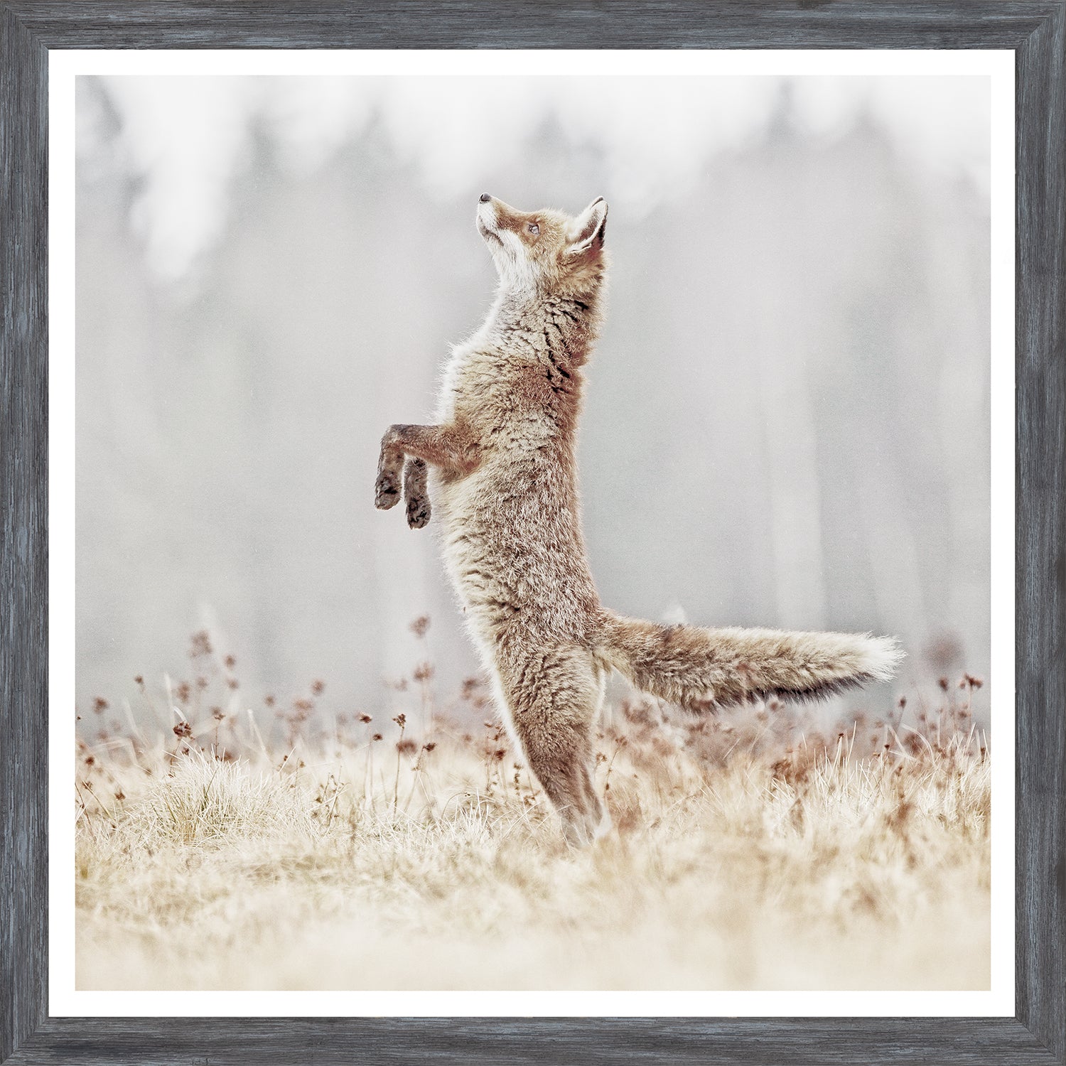 Fox On Alert — nature and landscape fine art print shown from another angle