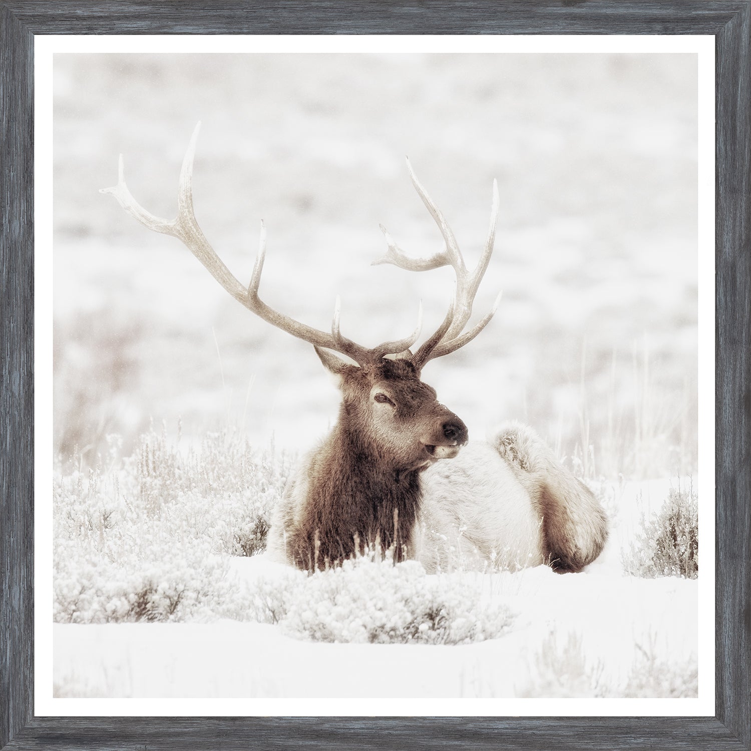 Bull Elk In Winter — nature and landscape fine art print shown from another angle
