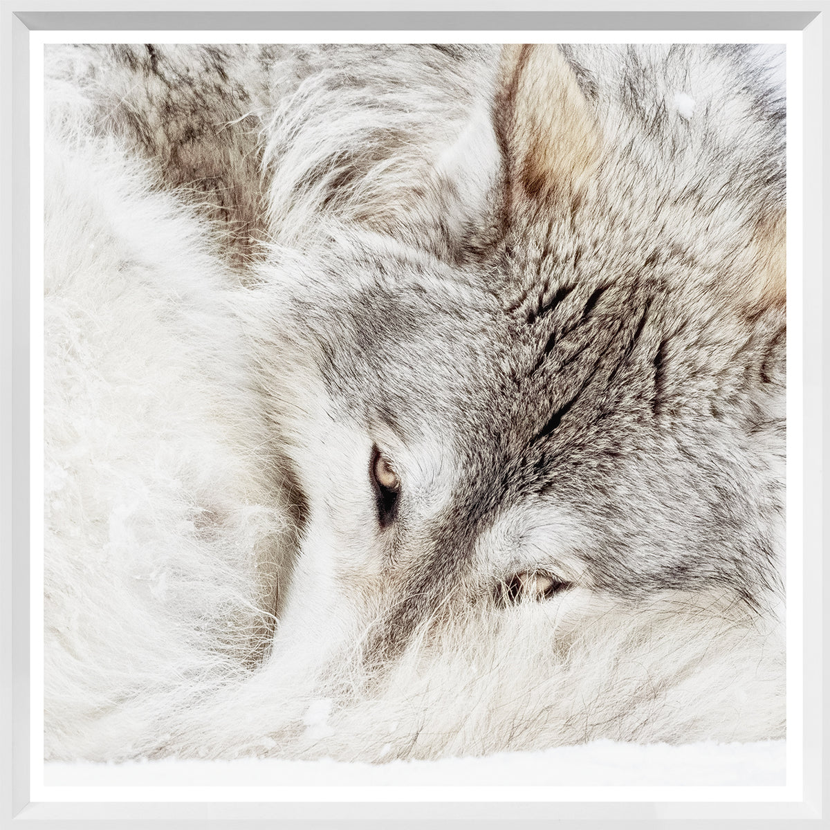 Wildlife Square Statement Trio Bundle