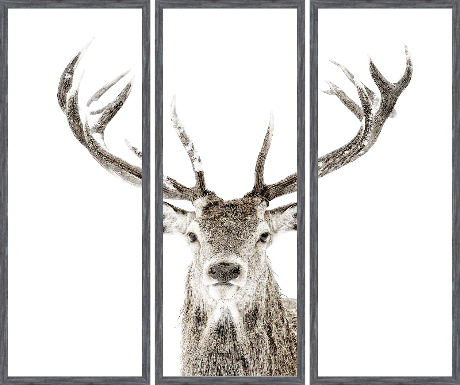 Stag — nature and landscape fine art print shown from another angle