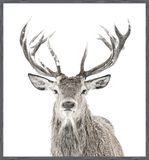 Stag & New Woodland Denizen Pair Bundle — nature and landscape fine art print in warm tones at Laurie Yapp Home