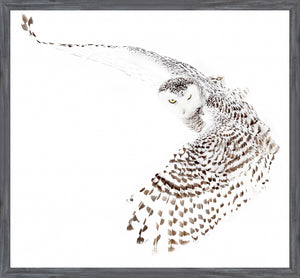 Snowy Owl — nature and landscape fine art print in neutral tones at Laurie Yapp Home