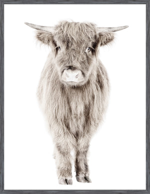 Highland Calf — nature and landscape fine art print shown from another angle