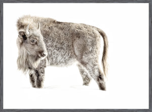 Juvenile Buffalo — nature and landscape fine art print shown from another angle