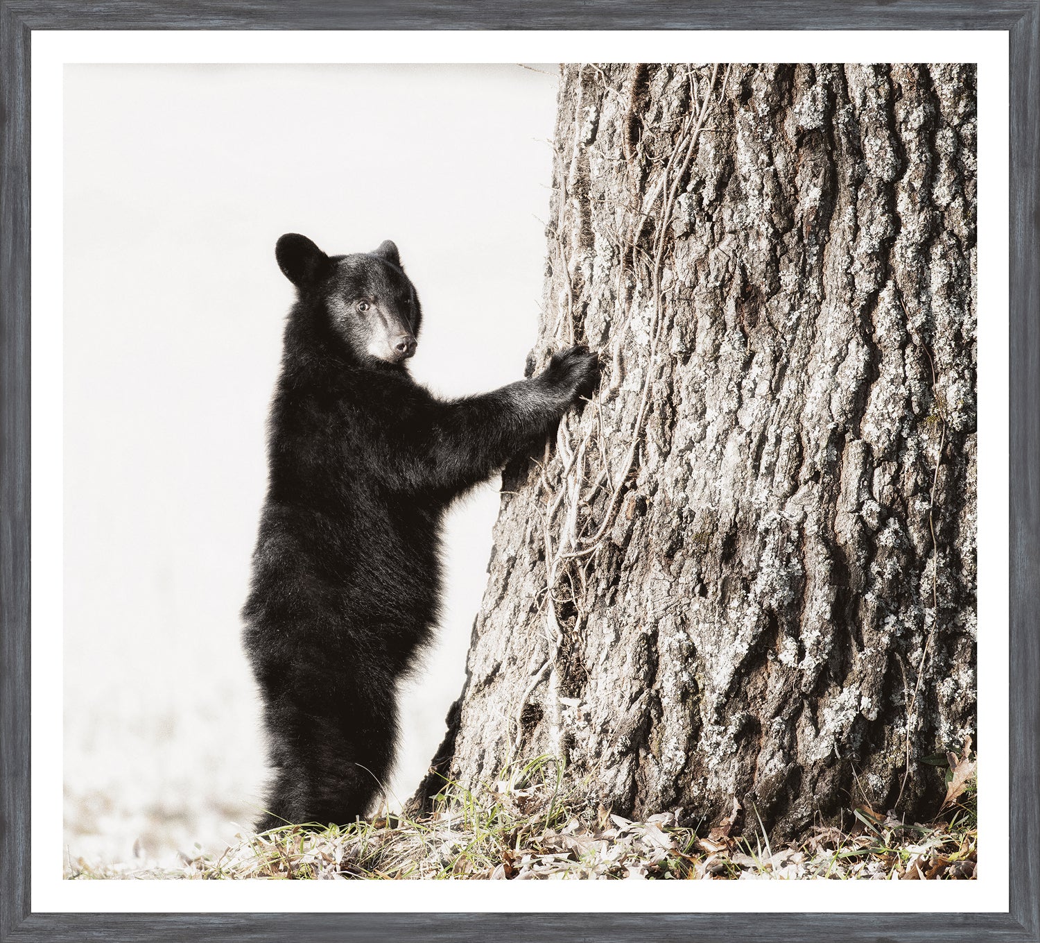 Smokey Mountain Cub framed art print, 29 × 32 in