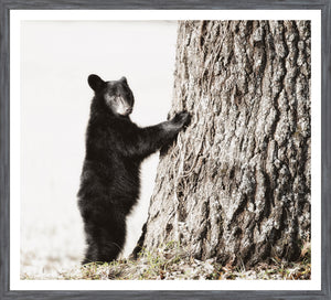 Smokey Mountain Cub framed art print, 29 × 32 in